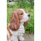 Show in main carousel: Hi-Line Gift King Charles Spaniel Sitting Statue, 9.2-in slide 7 of 7