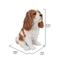 Show in main carousel: Hi-Line Gift King Charles Spaniel Sitting Statue, 9.2-in slide 6 of 7