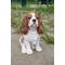 Show in main carousel: Hi-Line Gift King Charles Spaniel Sitting Statue, 9.2-in slide 1 of 7