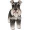 Show in main carousel: Hi-Line Gift Standing Miniature Schnauzer Statue, 13.19-in slide 2 of 8