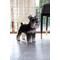 Show in main carousel: Hi-Line Gift Standing Miniature Schnauzer Statue, 13.19-in slide 1 of 8