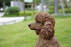 Hi-Line Gift Brown Sitting Poodle Statue, 19.09-in slide 2 of 8