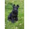 Show in main carousel: Hi-Line Gift Schnauzer Statue, Black, 13-in slide 1 of 6