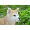 Show in main carousel: Hi-Line Gift Akita Dog Standing Statue, 13.7-in slide 6 of 8
