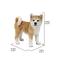 Show in main carousel: Hi-Line Gift Akita Dog Standing Statue, 13.7-in slide 7 of 8