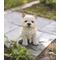 Show in main carousel: Hi-Line Gift White Terrier Puppy Statue, 7-in slide 1 of 6