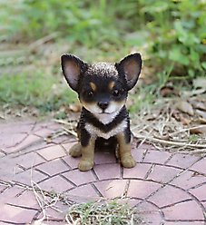 Hi-Line Gift Chihuahua Puppy Statue, Black & Brown, 6.5-in