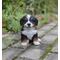Show in main carousel: Hi-Line Gift Bernese Mountain Dog Puppy Statue, 6.5-in slide 1 of 7