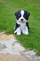 Hi-Line Gift Border Collie Puppy Statue, 6.75-in