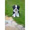 Show in main carousel: Hi-Line Gift Border Collie Puppy Statue, 6.75-in slide 1 of 7