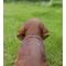 Show in main carousel: Hi-Line Gift Brown Dachshund Sitting Statue, 5.51-in slide 7 of 8