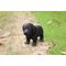 Show in main carousel: Hi-Line Gift Standing Black Labrador Puppy Statue, 6-in slide 1 of 6