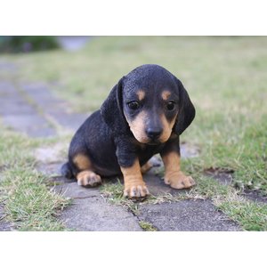 Hi-Line Gift Dachshund Puppy Statue, 6-in