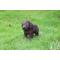 Show in main carousel: Hi-Line Gift Standing Chocolate Labrador Puppy Statue, 6-in slide 1 of 5