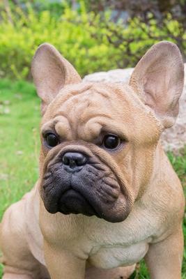 Show full view: Hi-Line Gift French Bulldog Squatting Statue, 15.75-in slide 6 of 7