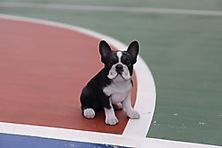 Hi-Line Gift French Bulldog Puppy Statue, 7-in