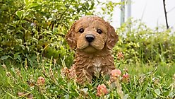 Hi-Line Gift Cockapoo Puppy Statue, 6-in