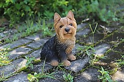 Hi-Line Gift Sitting Yorkshire Terrier Statue, 9.25-in