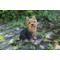 Show in main carousel: Hi-Line Gift Sitting Yorkshire Terrier Statue, 9.25-in slide 1 of 7