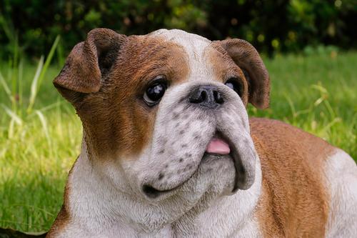 Show full view: Hi-Line Gift Lying Down Bulldog Statue, 9.06-in slide 6 of 8