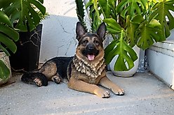 Hi-Line Gift Lying Down German Shepherd Statue, 16.14-in