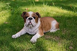 Hi-Line Gift Lying Down Bulldog Statue, 9.06-in