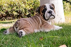 Hi-Line Gift Lying Down Bulldog Pup Statue, 8.46-in