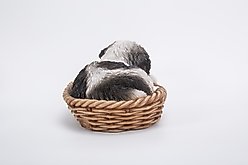 Hi-Line Gift Wicker Basket Shih Tzu Puppy Statue, 6-in slide 2 of 7
