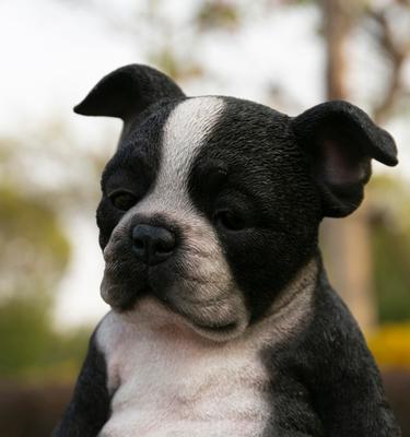 Show full view: Hi-Line Gift Sleepy Boston Terrier Puppy Statue slide 7 of 8