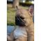 Show in main carousel: Hi-Line Gift Sleepy French Bulldog Puppy Statue slide 7 of 8