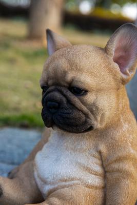 Show full view: Hi-Line Gift Sleepy French Bulldog Puppy Statue slide 7 of 8