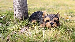 Hi-Line Gift Yorkshire Terrier Puppy Sleeping Statue