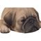 Show in main carousel: Hi-Line Gift Pug Puppy Sleeping Statue slide 7 of 7