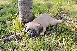 Hi-Line Gift Pug Puppy Sleeping Statue