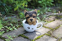 Hi-Line Gift Teacup Yorkshire Terrier Puppy Statue, 6-in