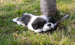 Hi-Line Gift Black/White Shih Tzu Puppy Sleeping Statue