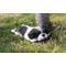 Show in main carousel: Hi-Line Gift Black/White Shih Tzu Puppy Sleeping Statue slide 1 of 8