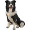 Show in main carousel: Hi-Line Gift Border Collie Sitting Statue, 19.88-in slide 2 of 7
