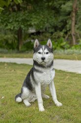 Hi-Line Gift Siberian Husky Sitting Statue, 20.08-in
