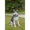 Show in main carousel: Hi-Line Gift Siberian Husky Sitting Statue, 20.08-in slide 1 of 8