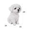 Show in main carousel: Hi-Line Gift Maltese Puppy Statue, 6.75-in slide 6 of 7