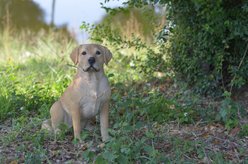 Hi-Line Gift Labrador Retriever Sitting Statue, Yellow, 21.25-in