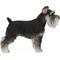 Show in main carousel: Hi-Line Gift Standing Miniature Schnauzer Statue, 13.19-in slide 5 of 8