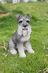 Hi-Line Gift Schnauzer Statue, Grey, 13-in