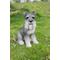 Show in main carousel: Hi-Line Gift Schnauzer Statue, Grey, 13-in slide 1 of 6