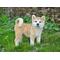 Show in main carousel: Hi-Line Gift Akita Dog Standing Statue, 13.7-in slide 1 of 8