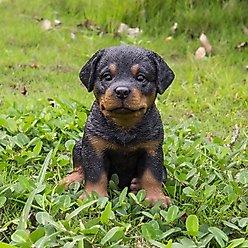 Hi-Line Gift Rottweiler Puppy Statue, 6.5-in