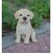Show in main carousel: Hi-Line Gift Yellow Labrador Puppy Statue, 6.5-in slide 1 of 6