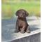 Show in main carousel: Hi-Line Gift Chocolate Labrador Puppy Statue, 6.5-in slide 1 of 6