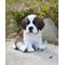 Show in main carousel: Hi-Line Gift Saint Bernard Puppy Statue, 6.75-in slide 1 of 6